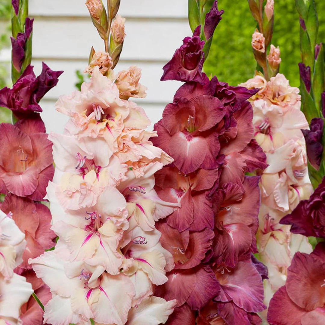 Gladiolus - Dusky Twilight, Colourful Companions, 15 Pack - Image 2