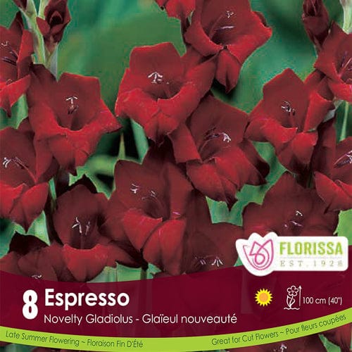 Gladiolus - Espresso, 8 Pack