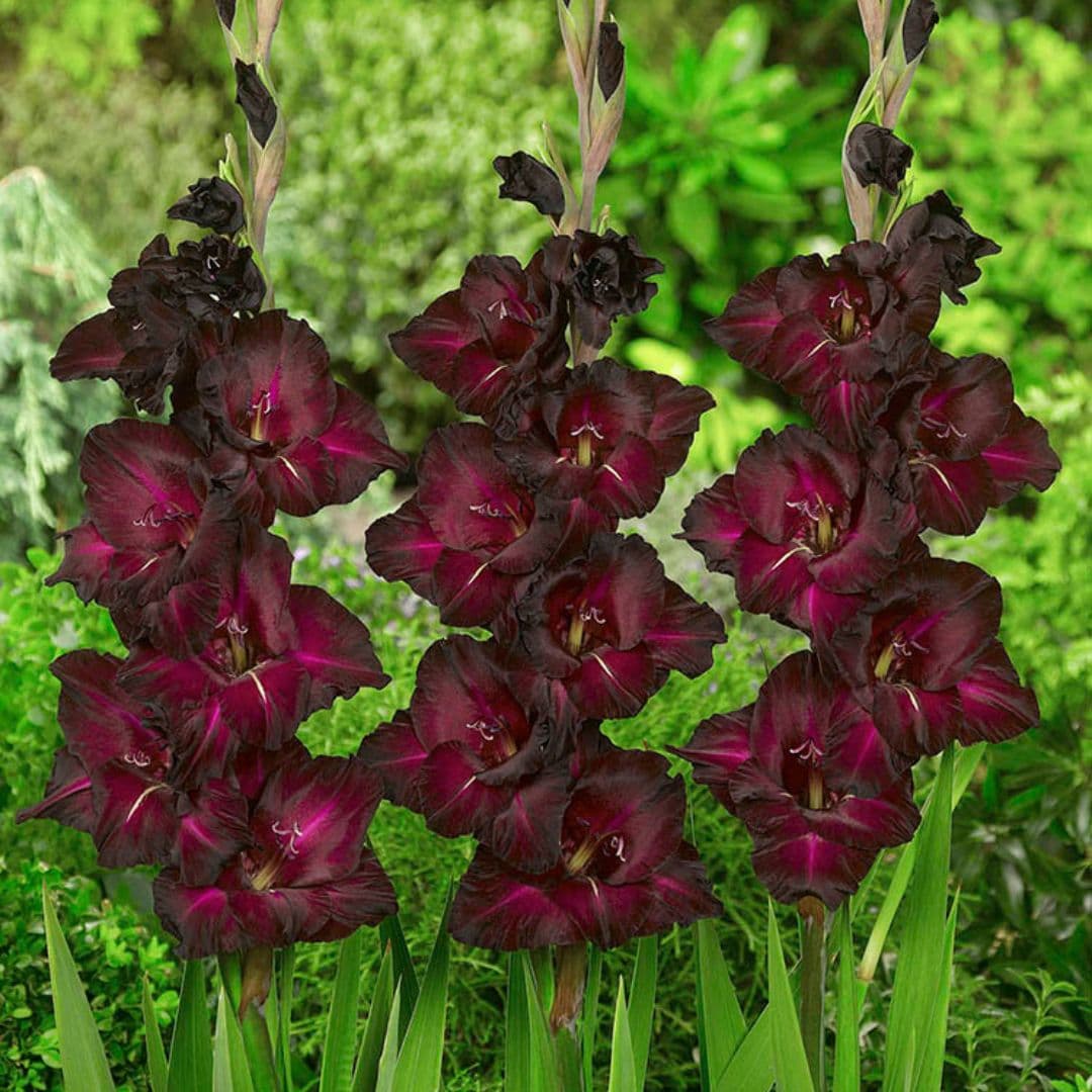 Gladiolus - Espresso, 8 Pack - Image 2