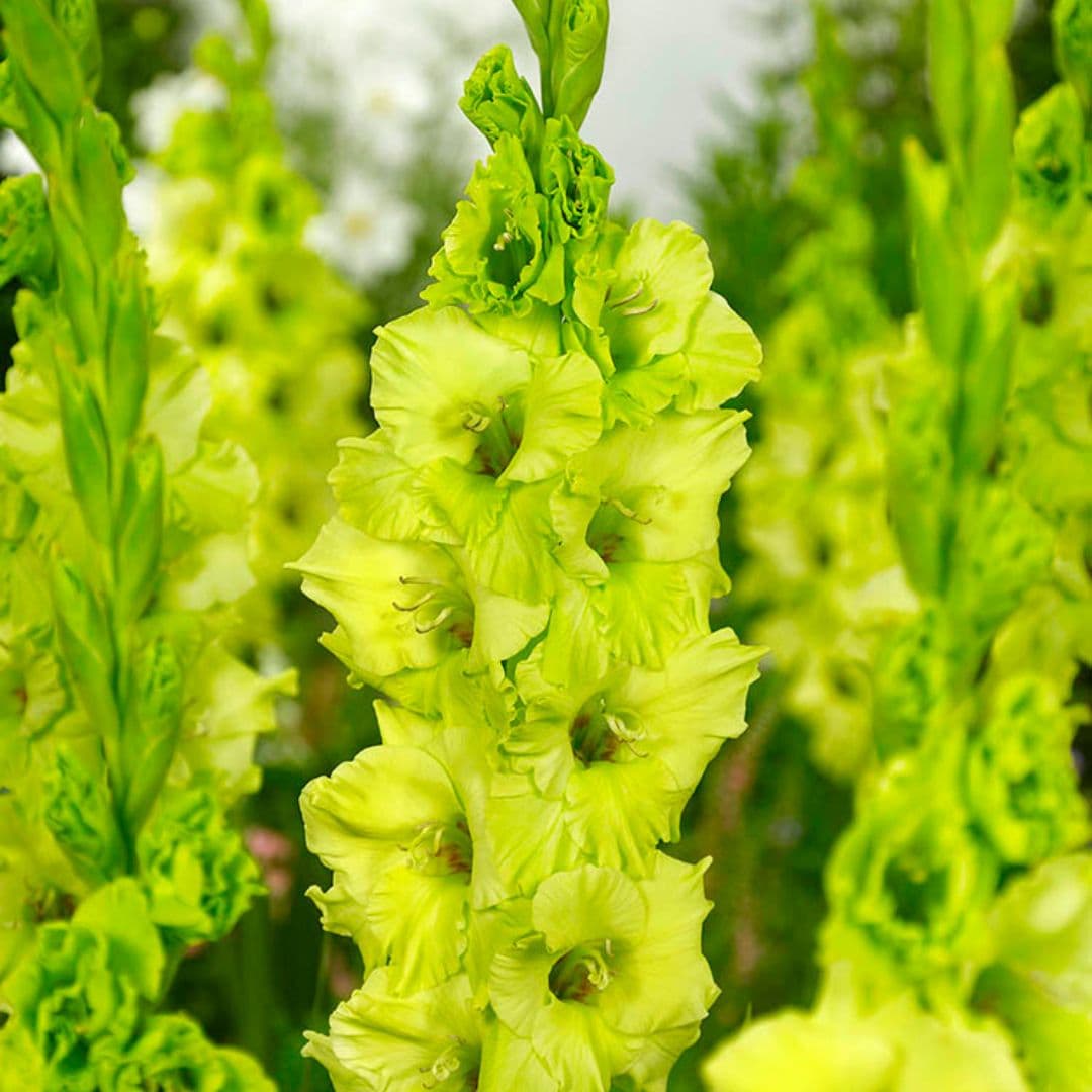 Gladiolus - Evergreen, 8 Pack - Image 2