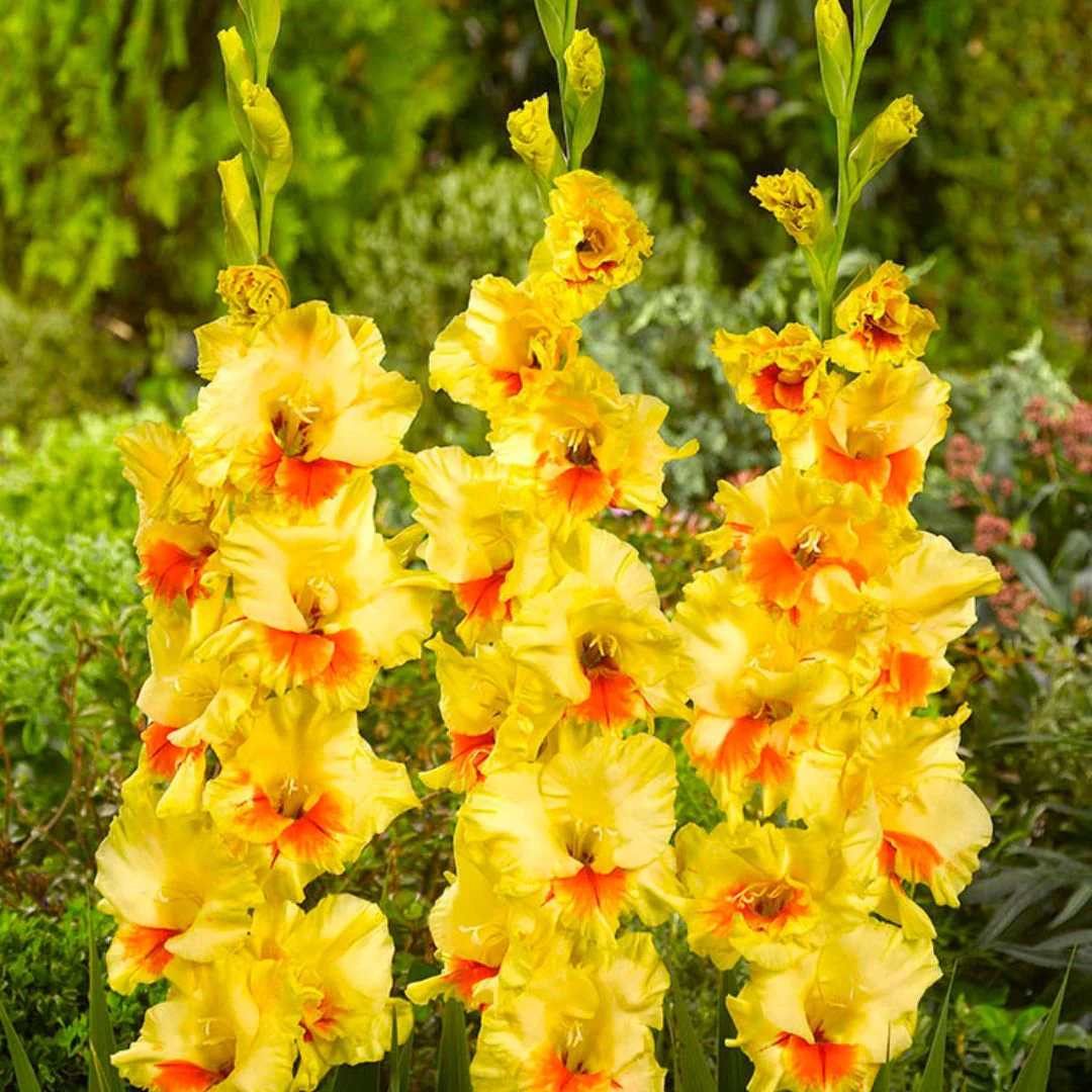 Gladiolus - Jester, 8 Pack - Image 2