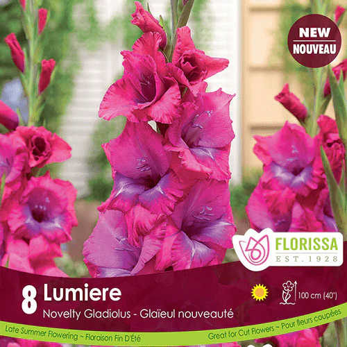 Gladiolus - Lumiere, 8 Pack