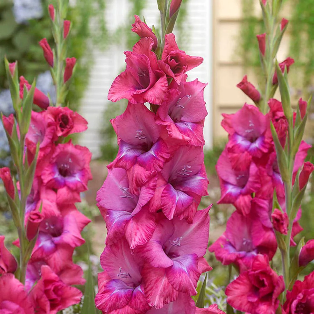 Gladiolus - Lumiere, 8 Pack - Image 2