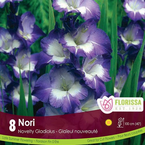 Gladiolus - Nori, 8 Pack