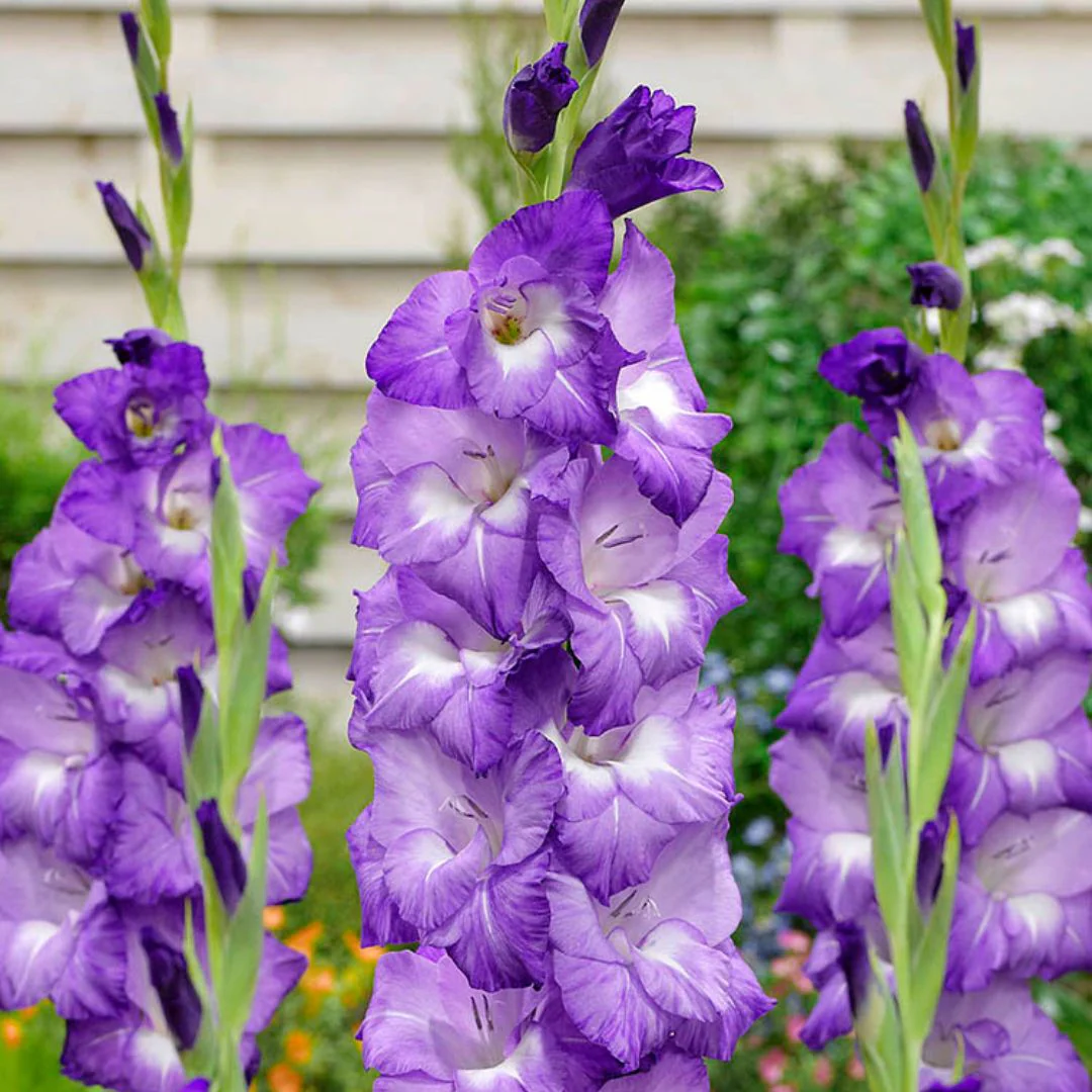 Gladiolus - Nori, 8 Pack - Image 2