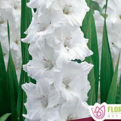 Gladiolus - Oscilla, 8 Pack - Image 2