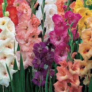 Gladiolus - Rainbow Mix, 15 Pack - Image 3