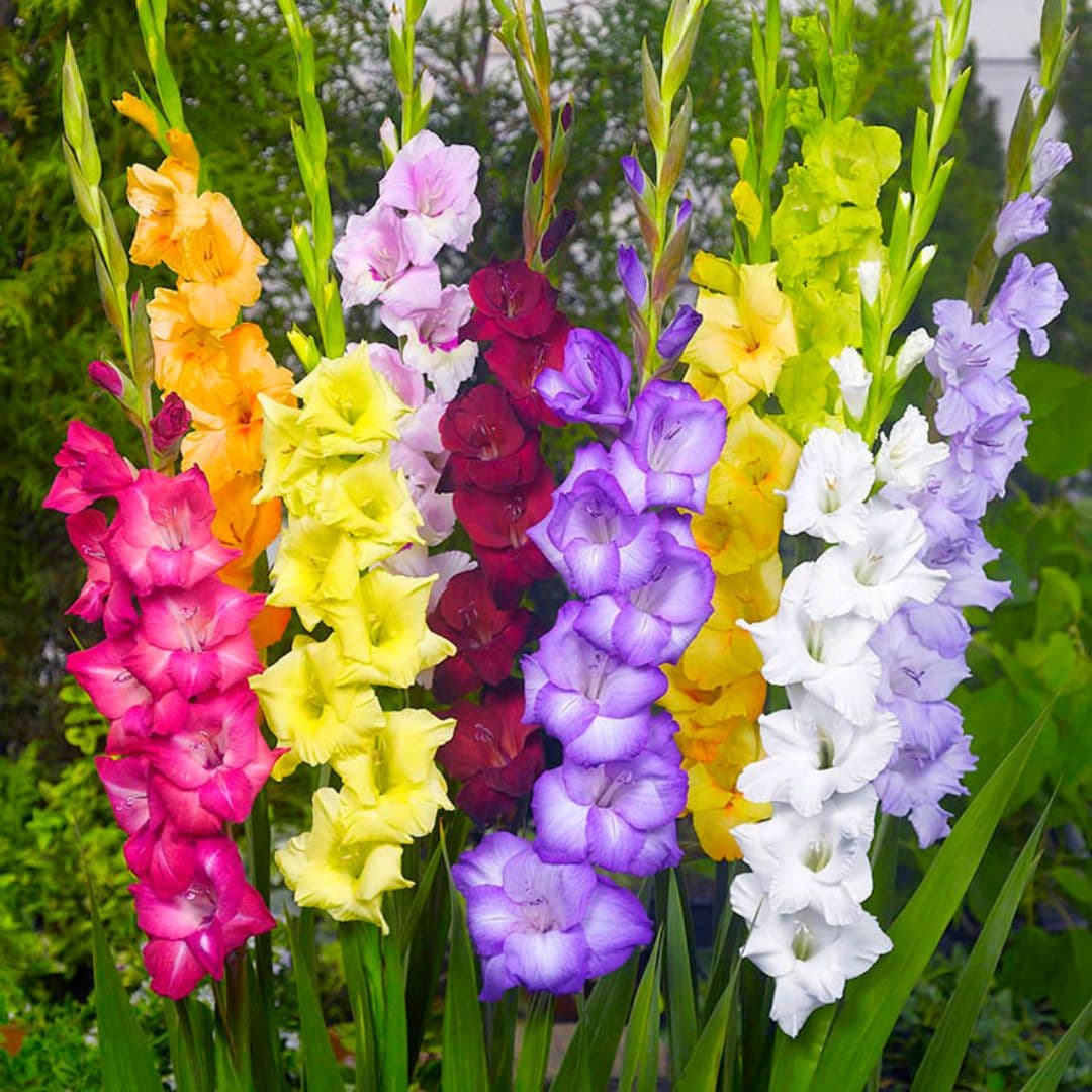 Gladiolus - Rainbow Mix, BONUS 30 Pack - Image 2