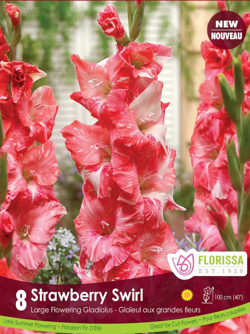 Gladiolus - Strawberry Swirl, 8 Pack