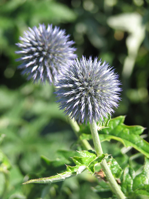 Globe Thistle - Veitch's Blue, 1 Pack - Image 2
