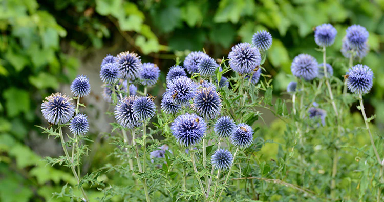 Globe Thistle - Veitch's Blue, 1 Pack - Image 3