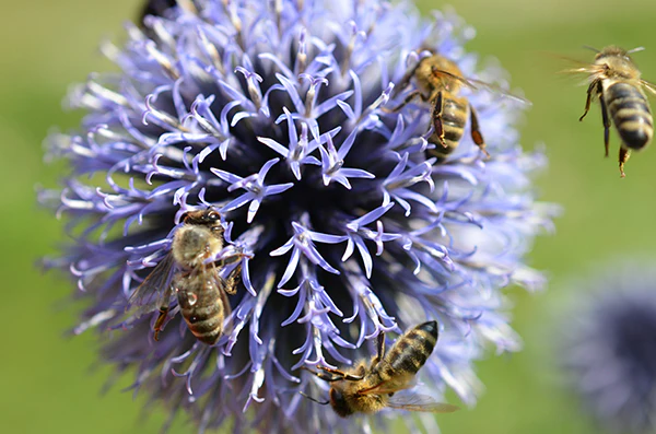 Globe Thistle - Veitch's Blue, 1 Pack - Image 4