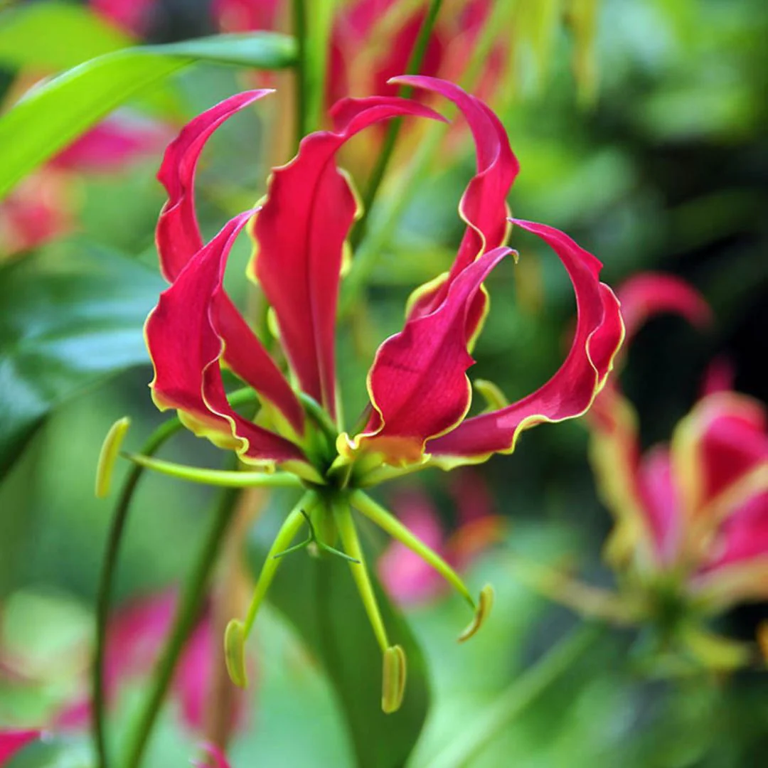 Gloriosa - Rothschildiana - Image 2