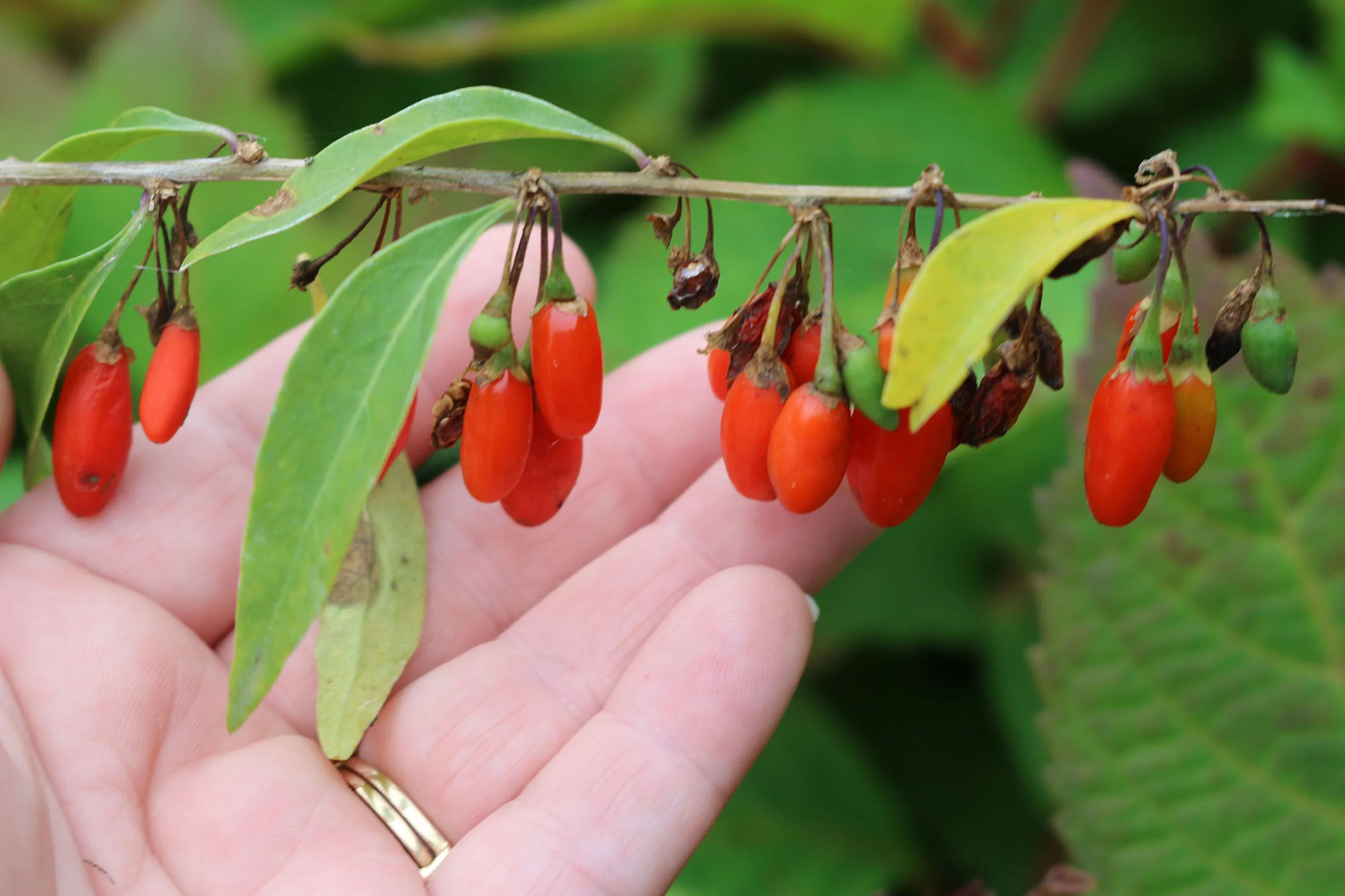 Goji Berry - Dynamite - Image 3