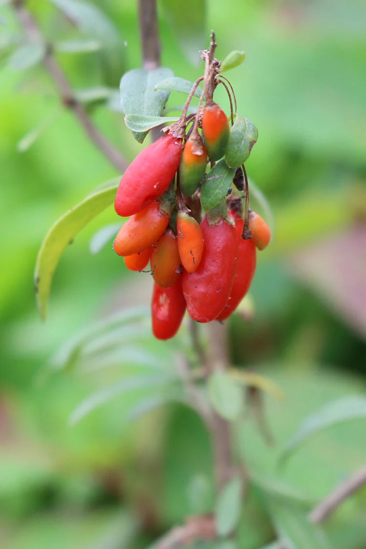 Goji Berry - Firecracker - Image 3