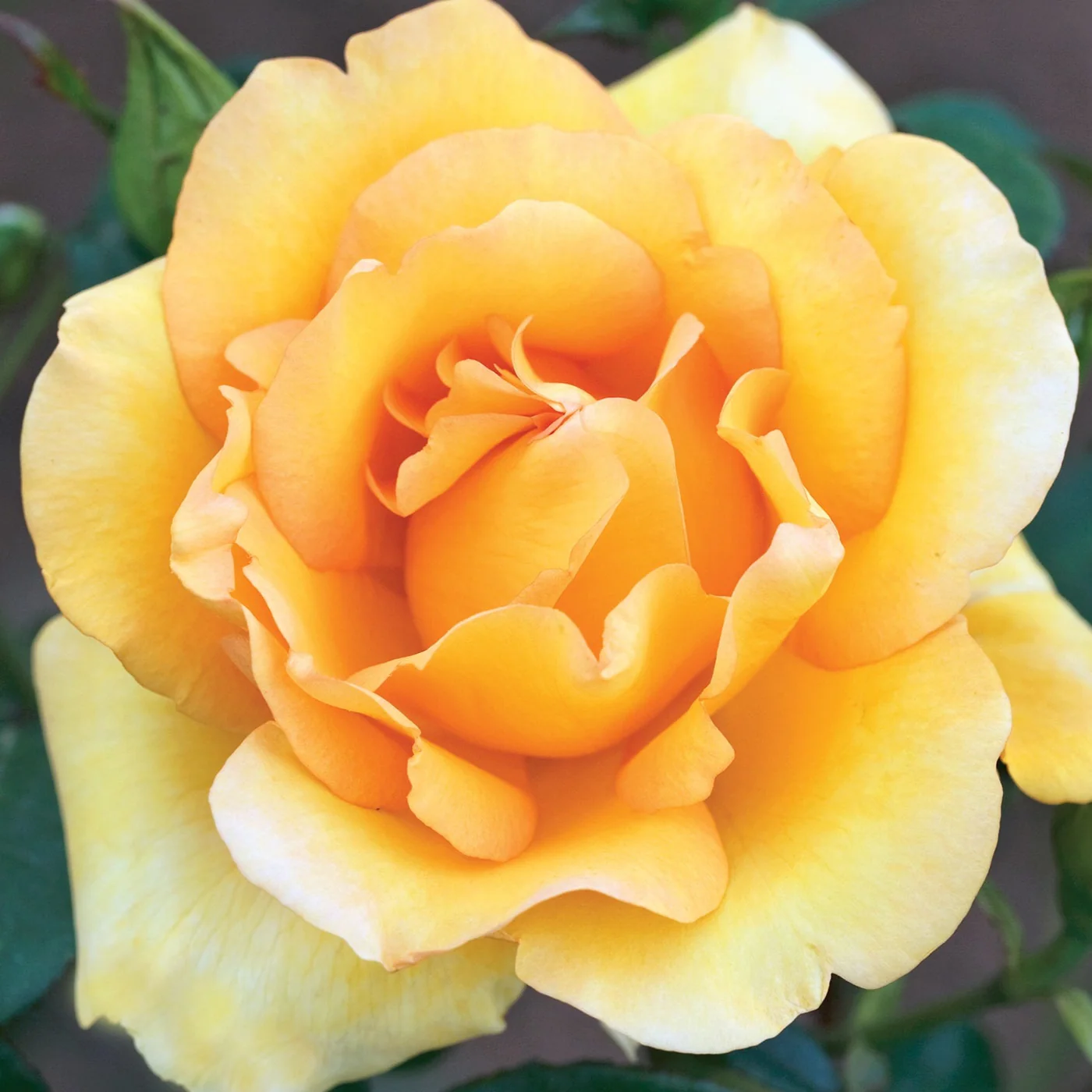 Gold Struck™ - Star Roses and Plants