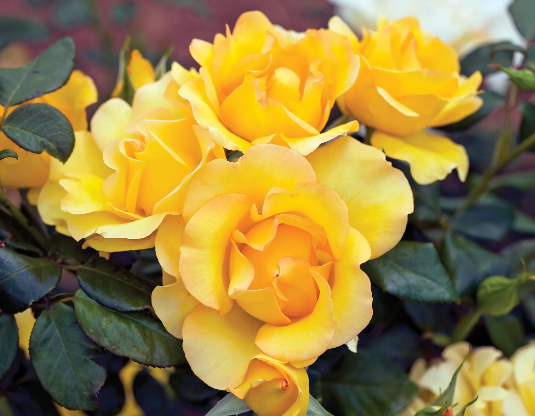 Gold Struck™ - Star Roses and Plants - Image 2