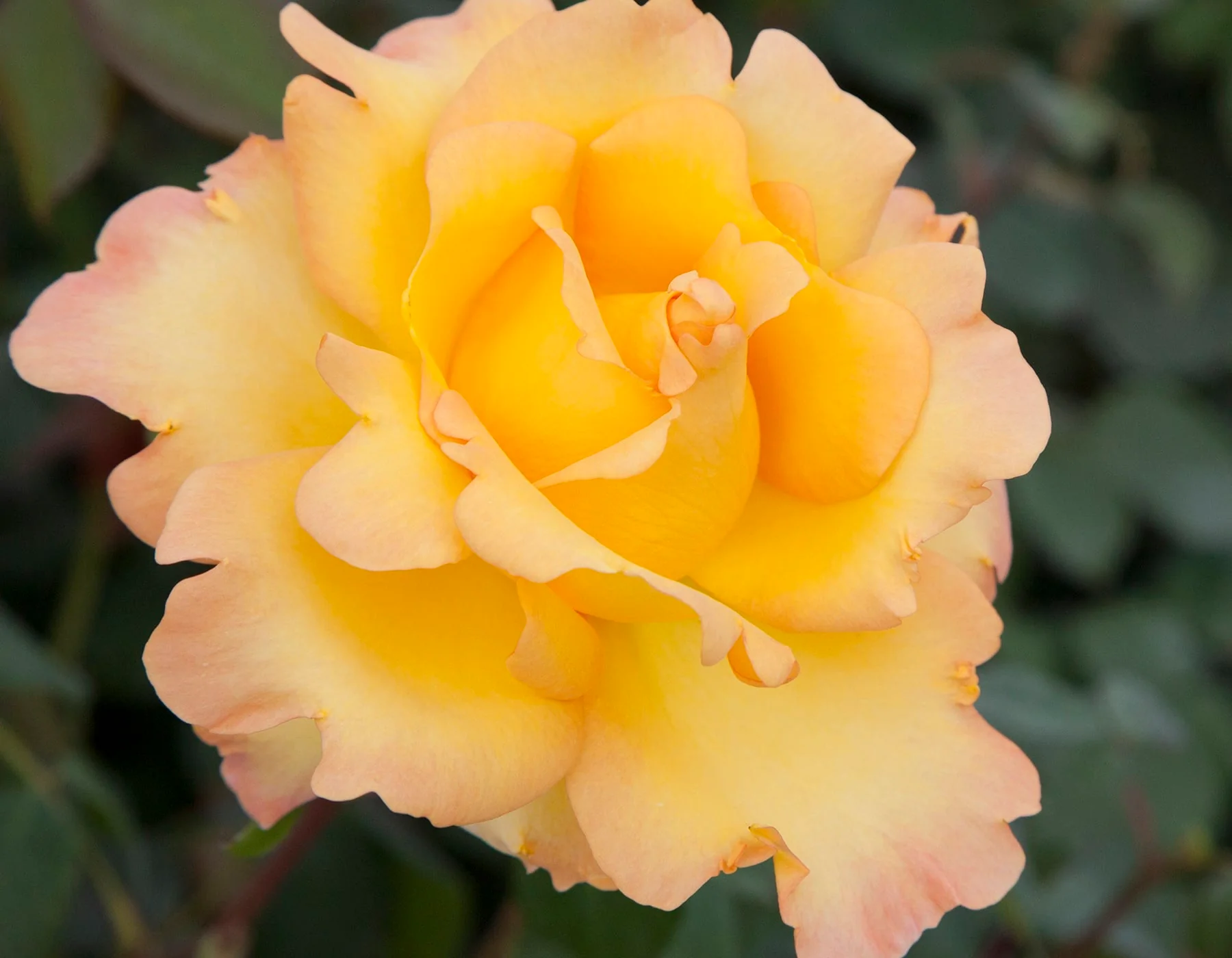 Gold Struck™ - Star Roses and Plants - Image 3