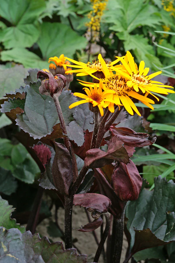 Ligularia - Britt-Marie Crawford, 1 Pack - Image 2
