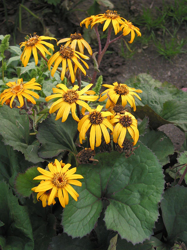 Ligularia - Desdemona, 1 Pack - Image 2