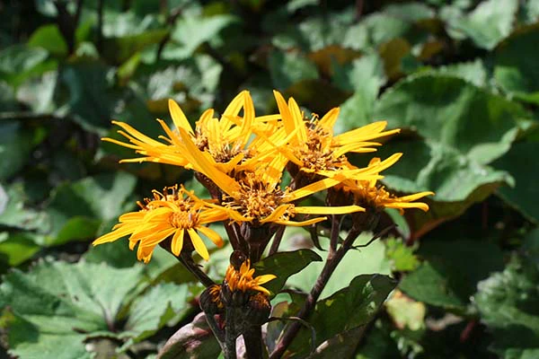Ligularia - Othello, 1 Pack - Image 2