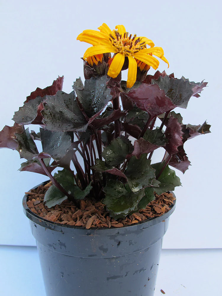 Ligularia - Pandora, 1 Pack - Image 2
