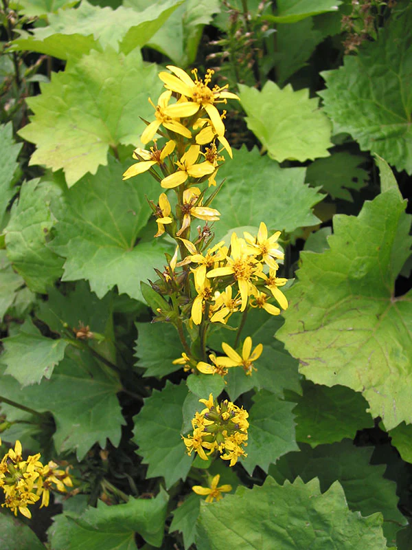 Ligularia - Little Rocket, 1 Pack - Image 2