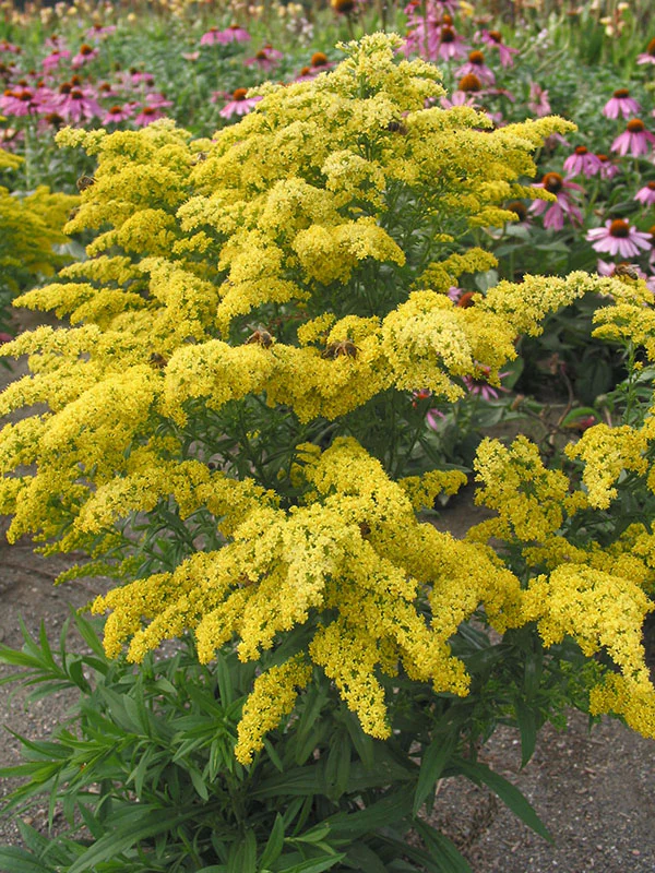 Solidago - Super, 1 Pack - Image 2