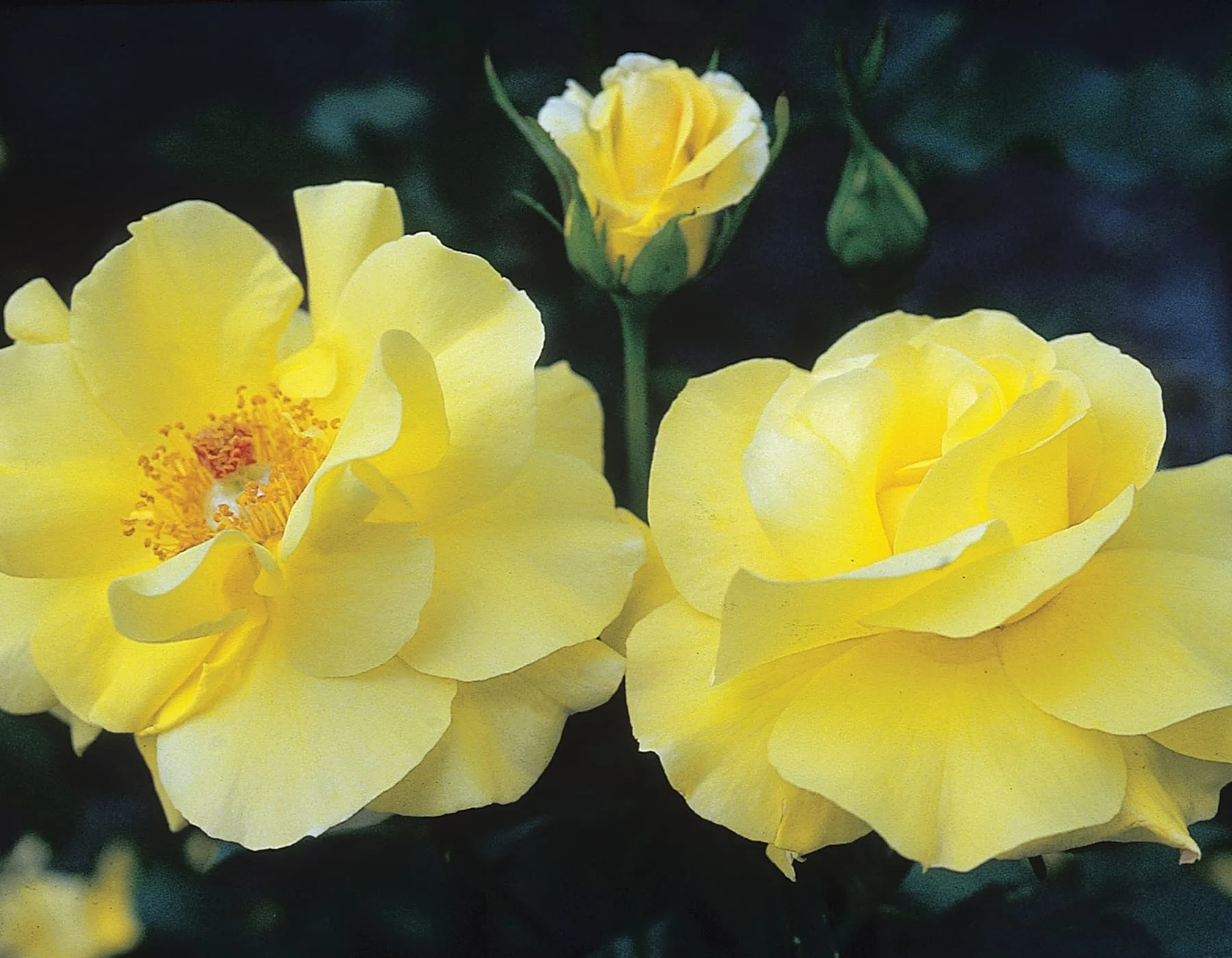 Golden Showers - Star Roses and Plants - Image 2