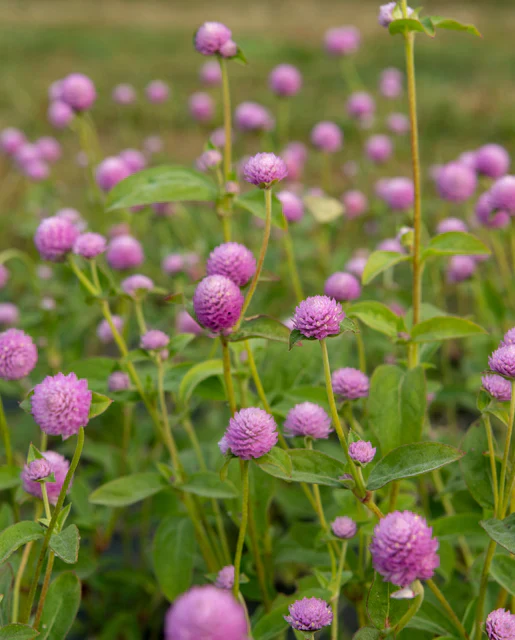 Gomphrena Lavender Lady - West Coast Seeds - Image 2