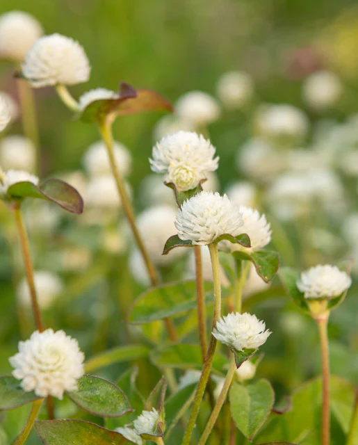 Gomphrena White - West Coast Seeds - Image 2