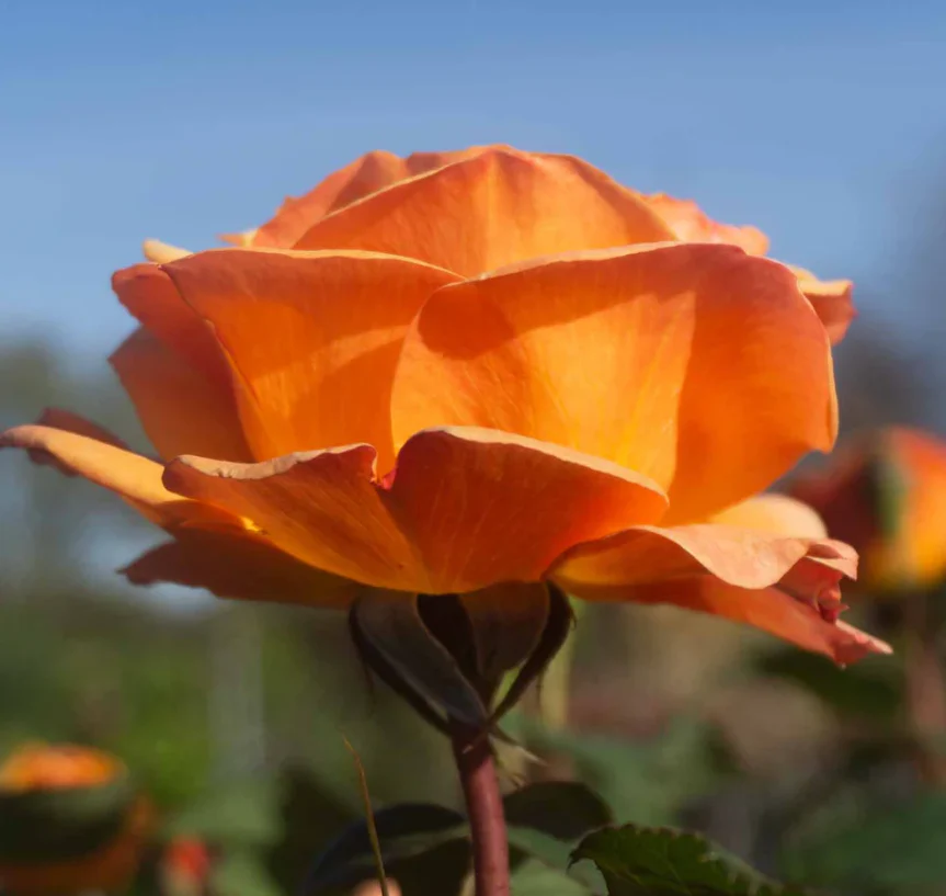 Good As Gold - Weeks Rose - Image 2