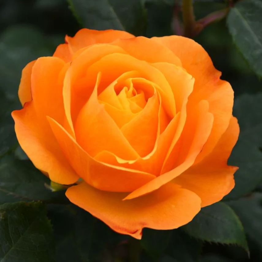 Good As Gold - Weeks Rose - Image 3