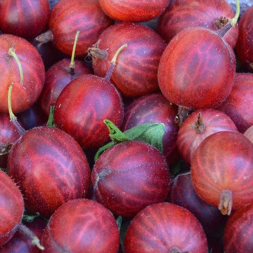 Gooseberry - Captivator - Image 2