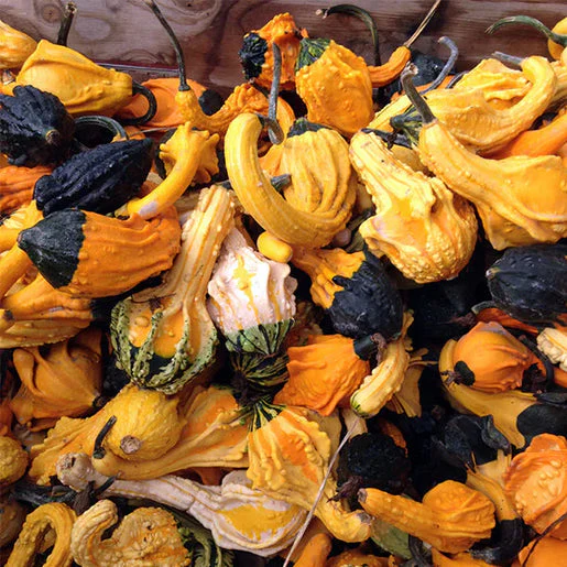 Gourd Autumn Wings Blend - West Coast Seeds - Image 2
