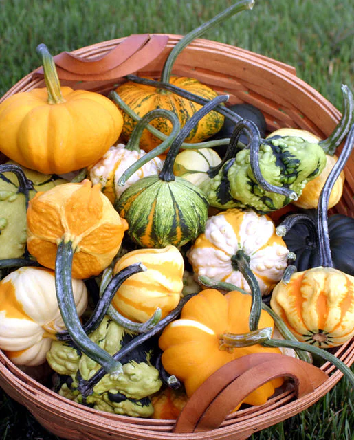 Gourd Galaxy of Stars - West Coast Seeds - Image 2