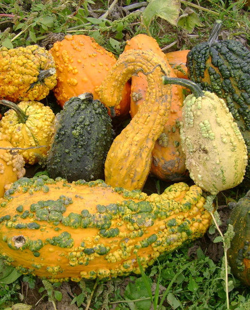 Gourd Lunch Lady Mix - West Coast Seeds - Image 2