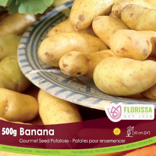 Gourmet Potato - Banana, 500g