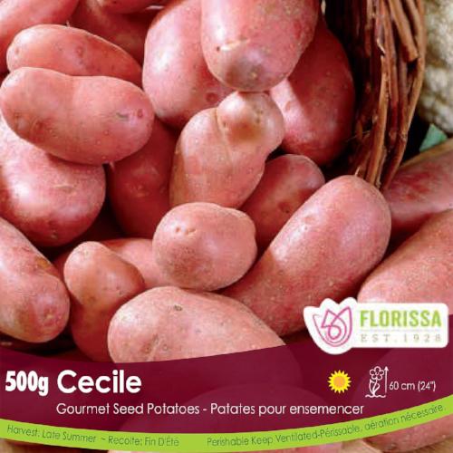 Gourmet Potato - Cecile, 500g