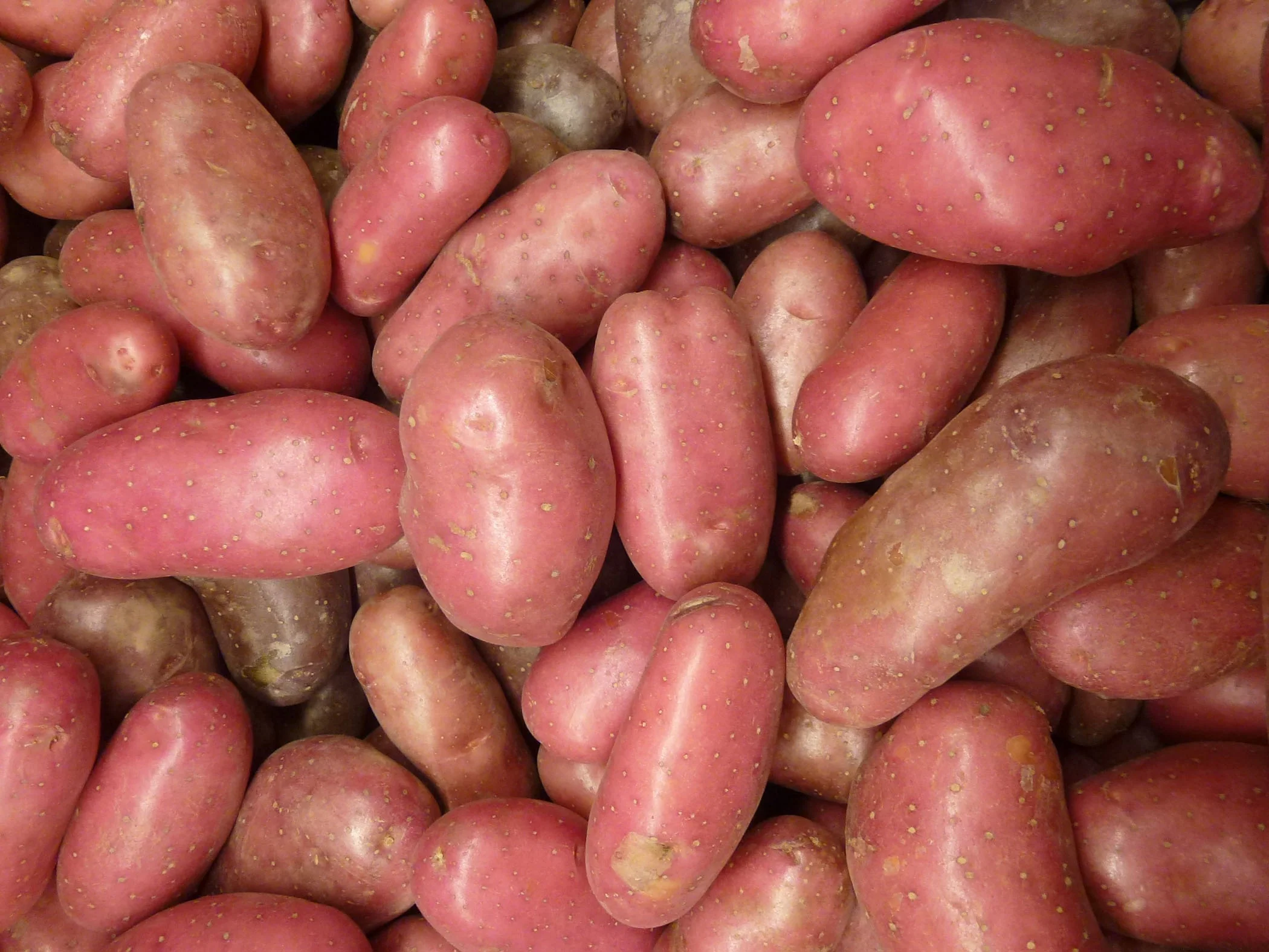 Gourmet Potato - Cecile, 500g - Image 2