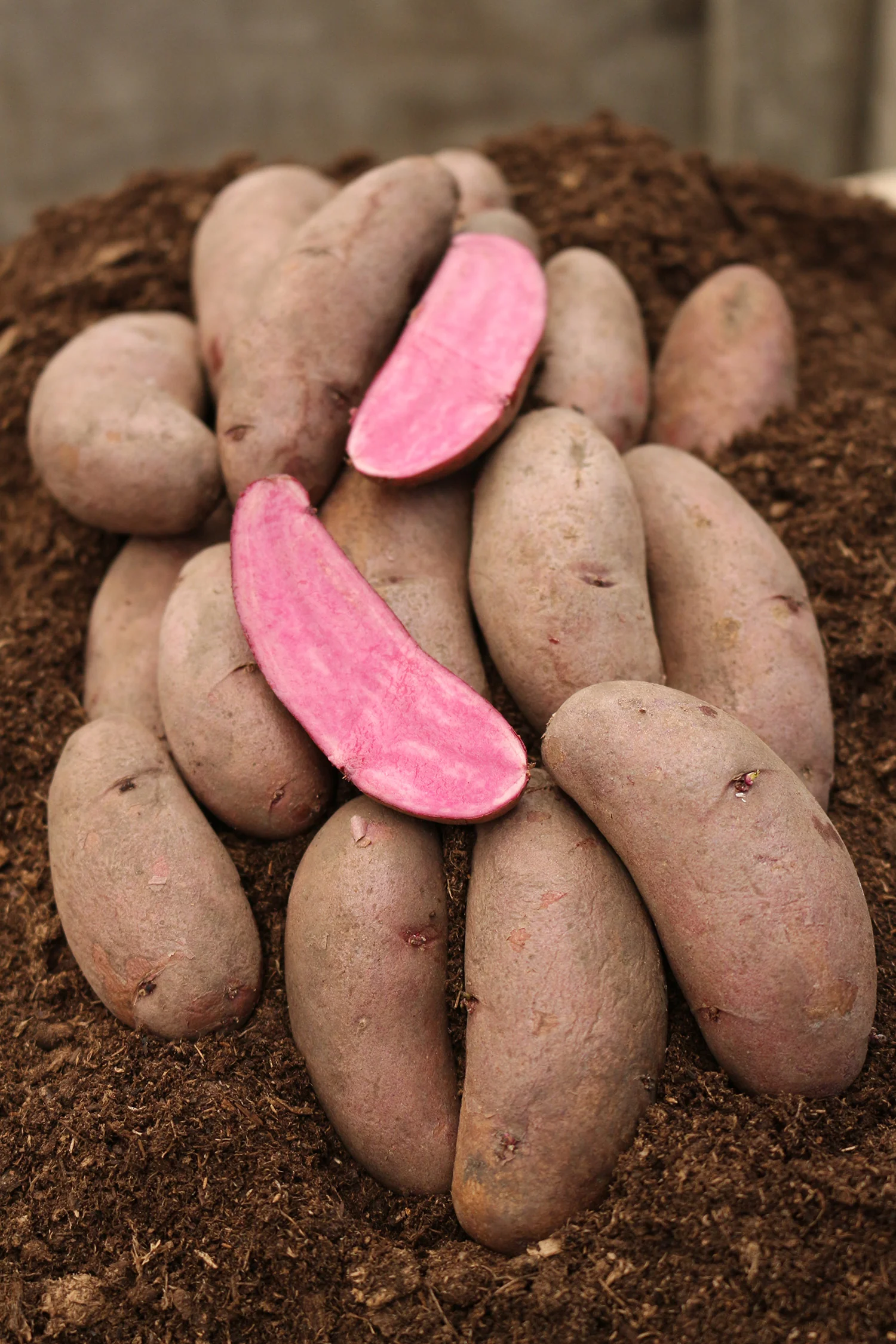 Gourmet Potato - Red Emmalie 500g - Image 2