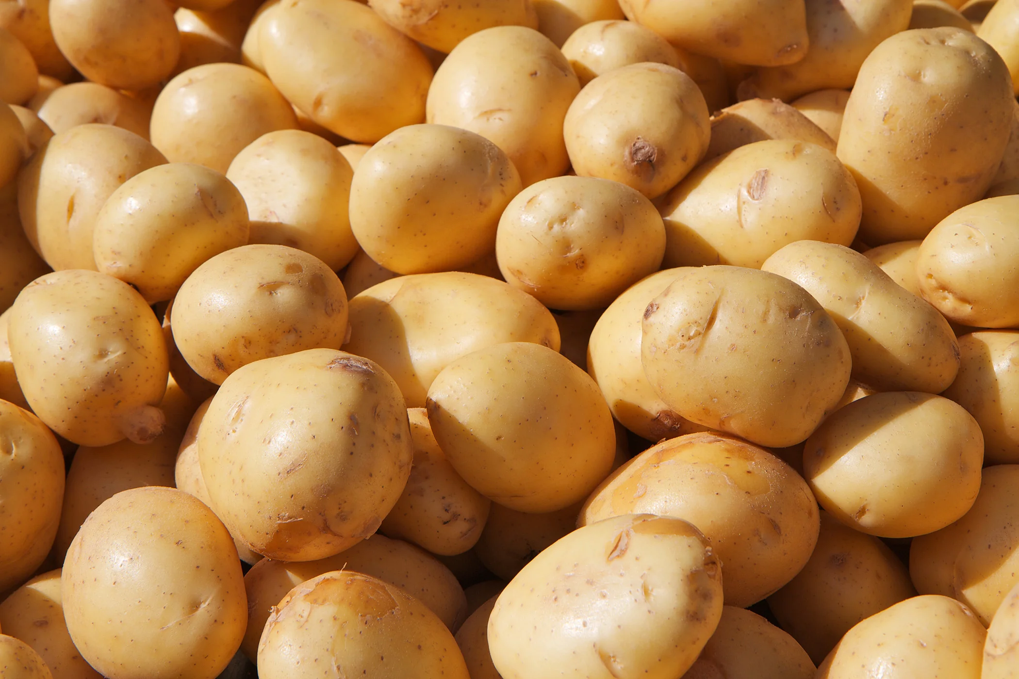 Gourmet Potato - Sieglinde, 500g - Image 2