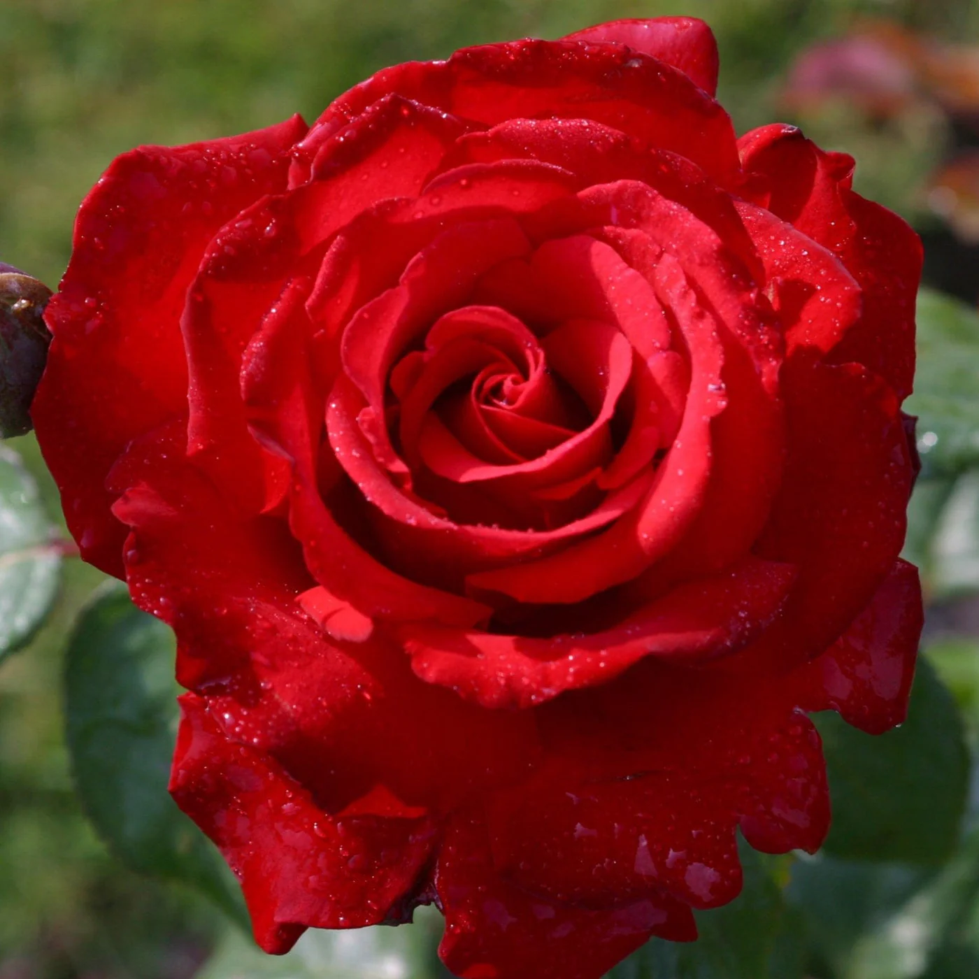 Eleganza® Grande Amore™ - Kordes® Roses