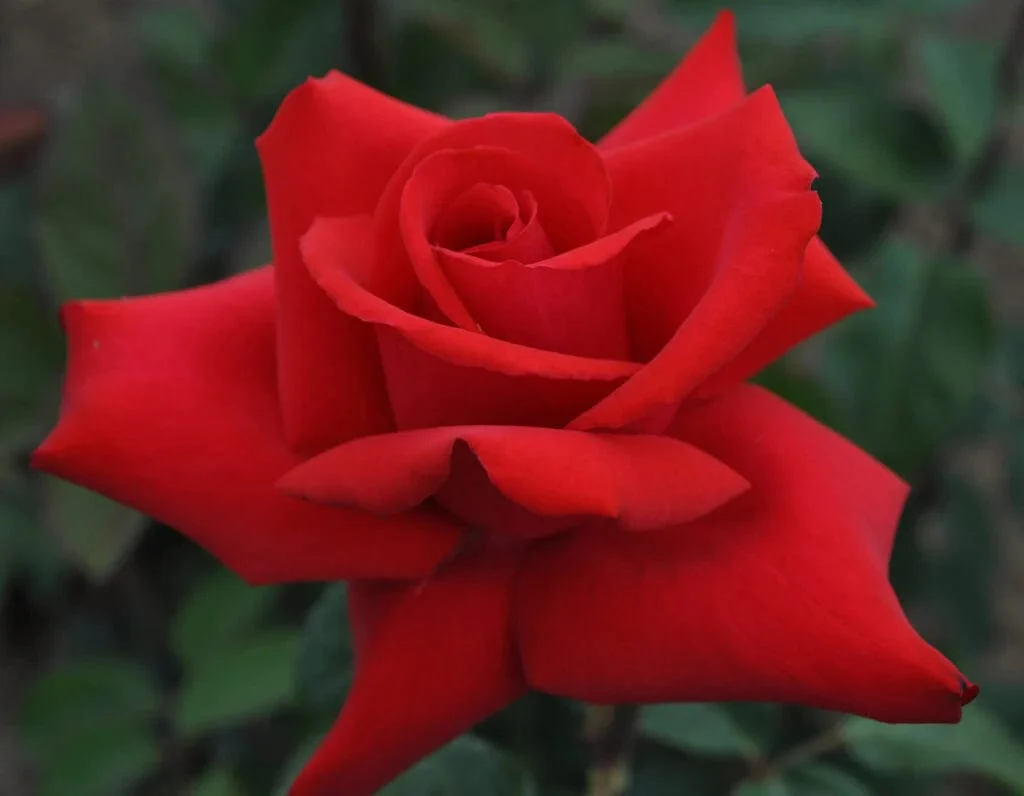 Eleganza® Grande Amore™ - Kordes® Roses - Image 2