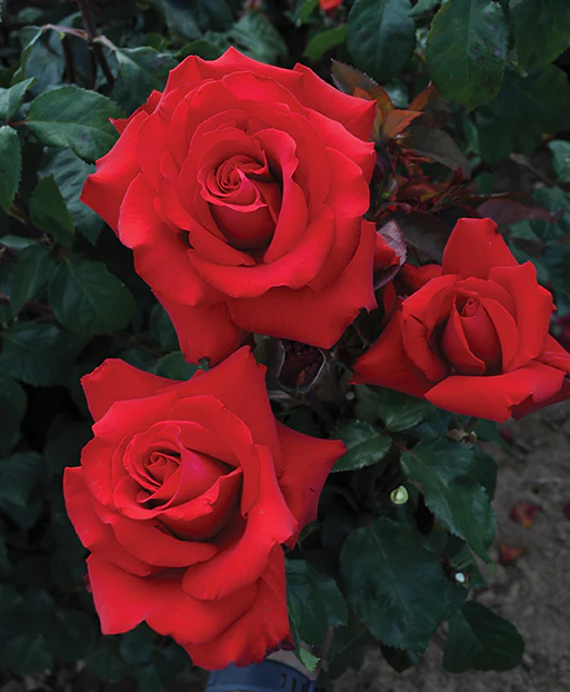 Eleganza® Grande Amore™ - Kordes® Roses - Image 3