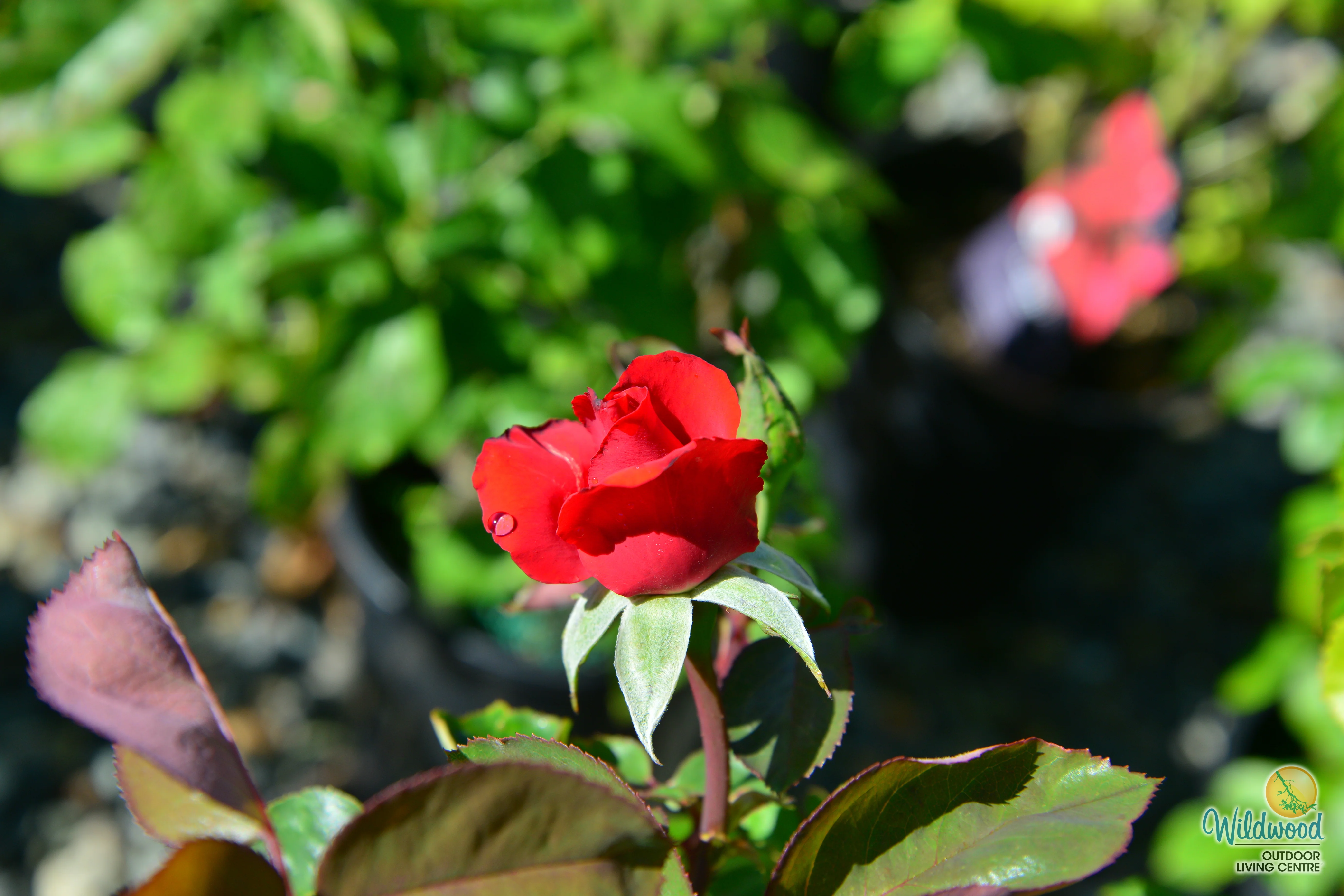 Eleganza® Grande Amore™ - Kordes® Roses - Image 4