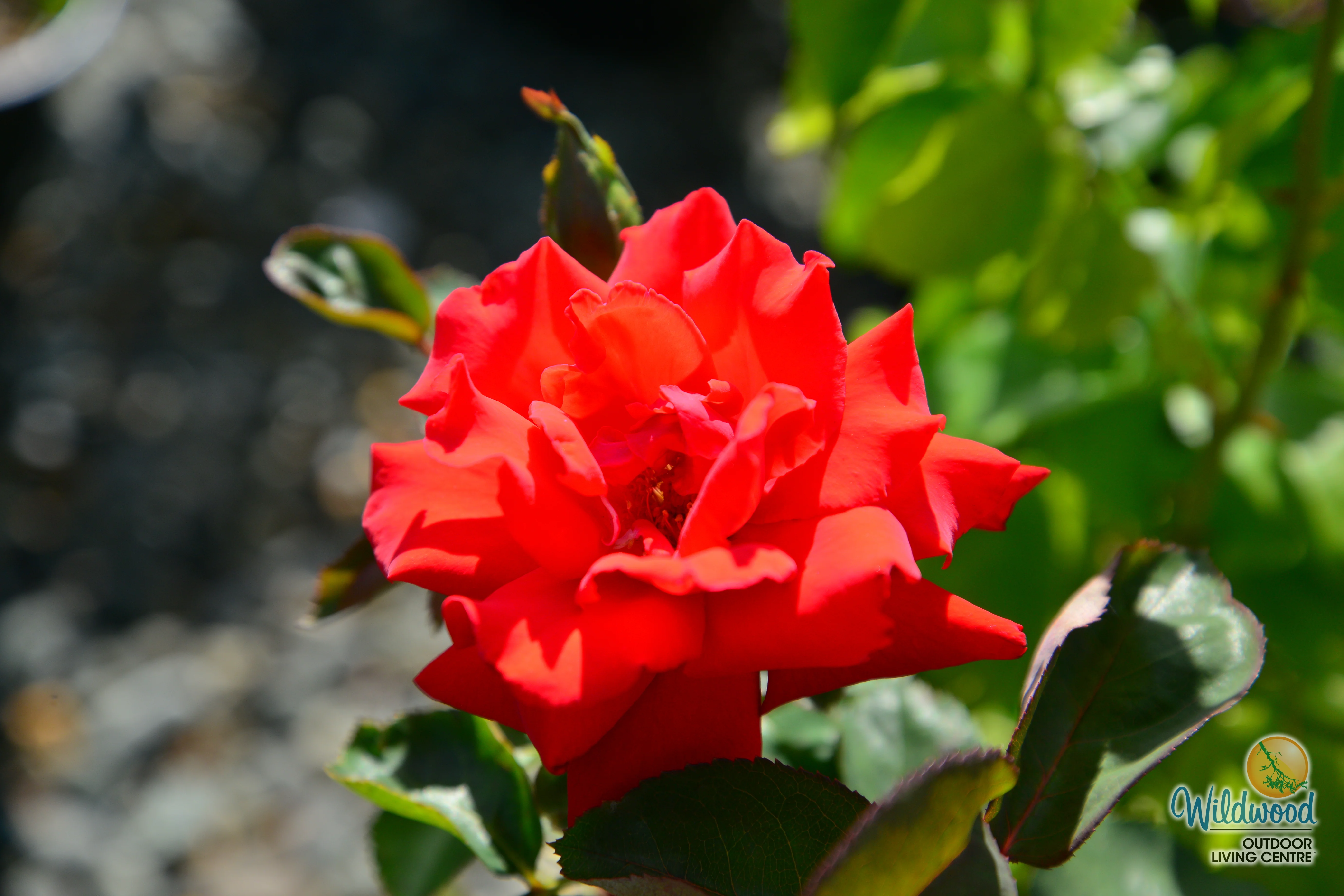 Eleganza® Grande Amore™ - Kordes® Roses - Image 5