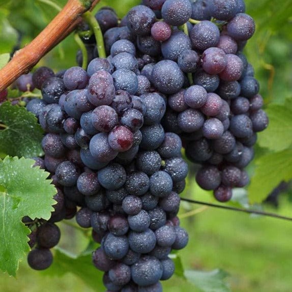 Grape - Fredonia - Image 2