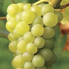 Grape - Himrod, Seedless - Image 2