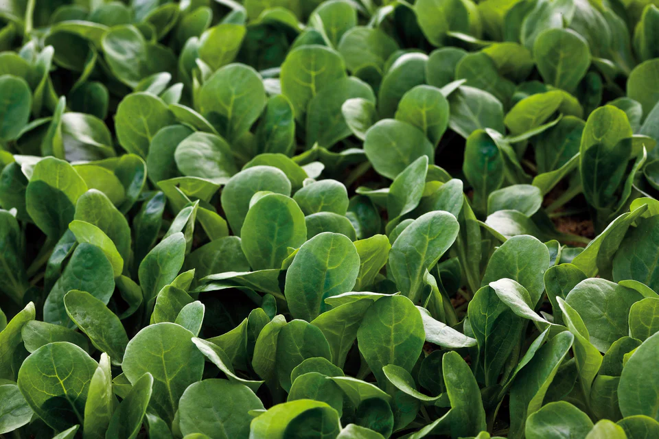 Greens Match - West Coast Seeds - Image 2
